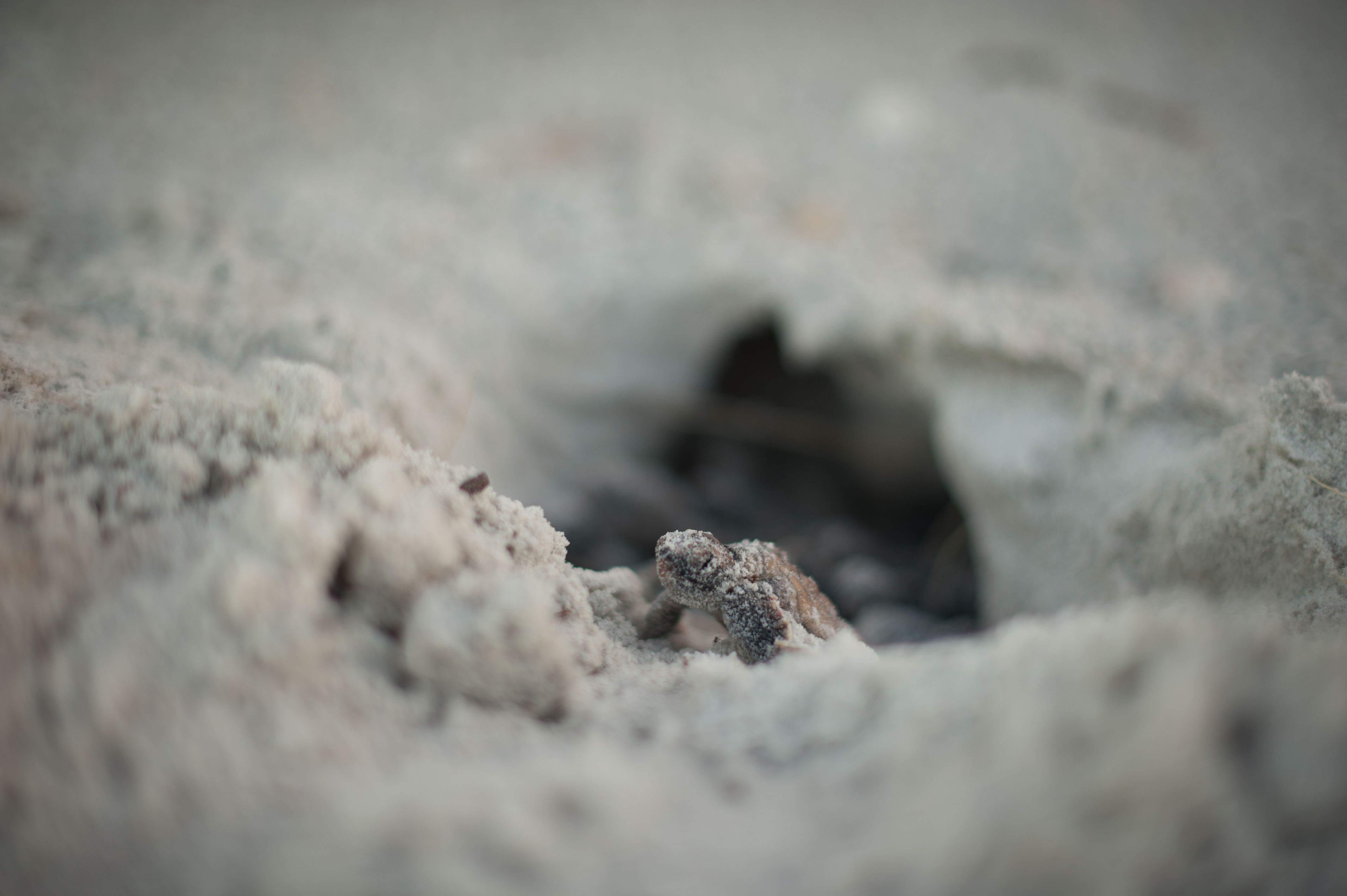 Sea turtle hatchling leaving a nest on the beach.