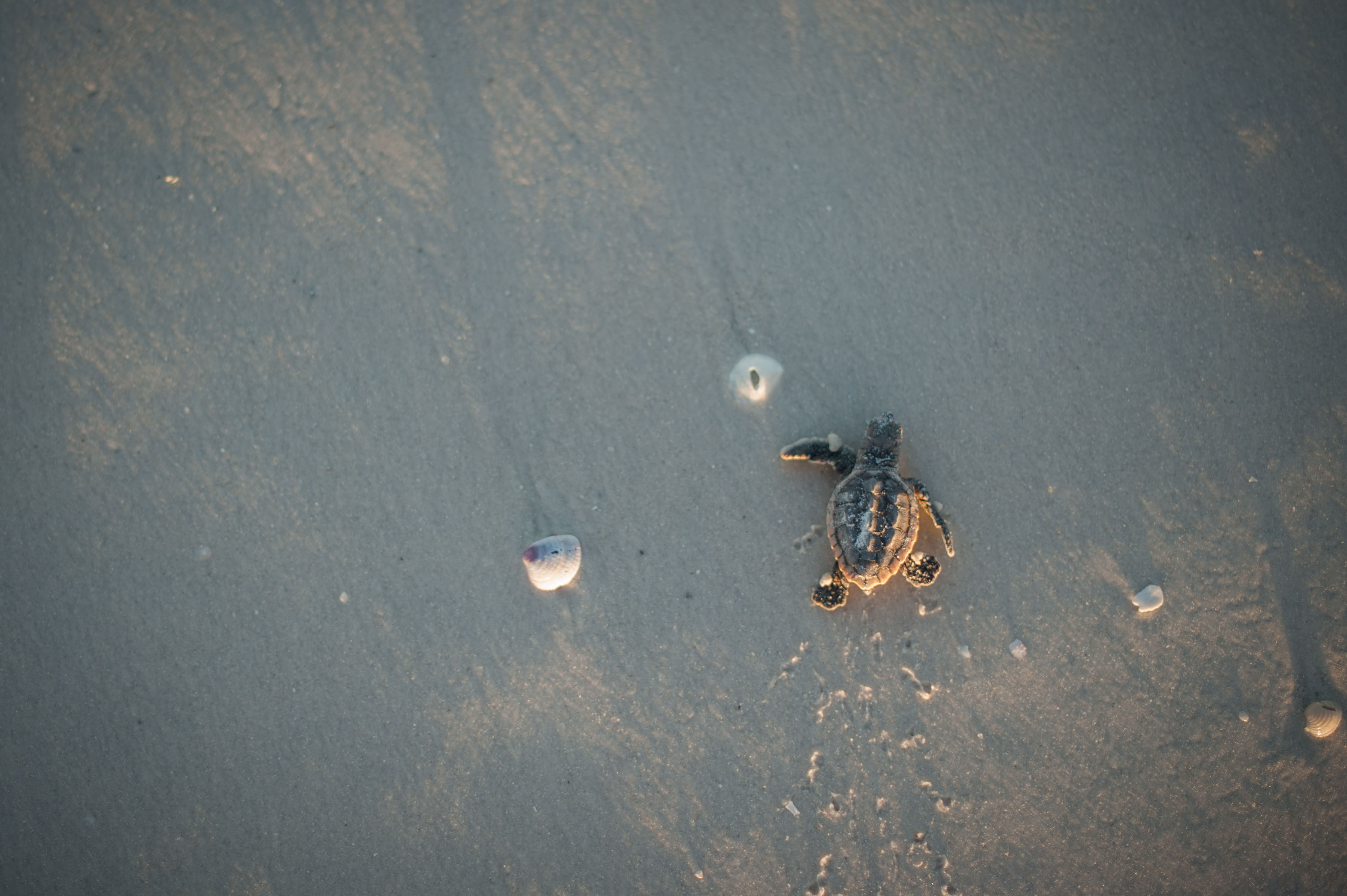 hatchling crawling towards water