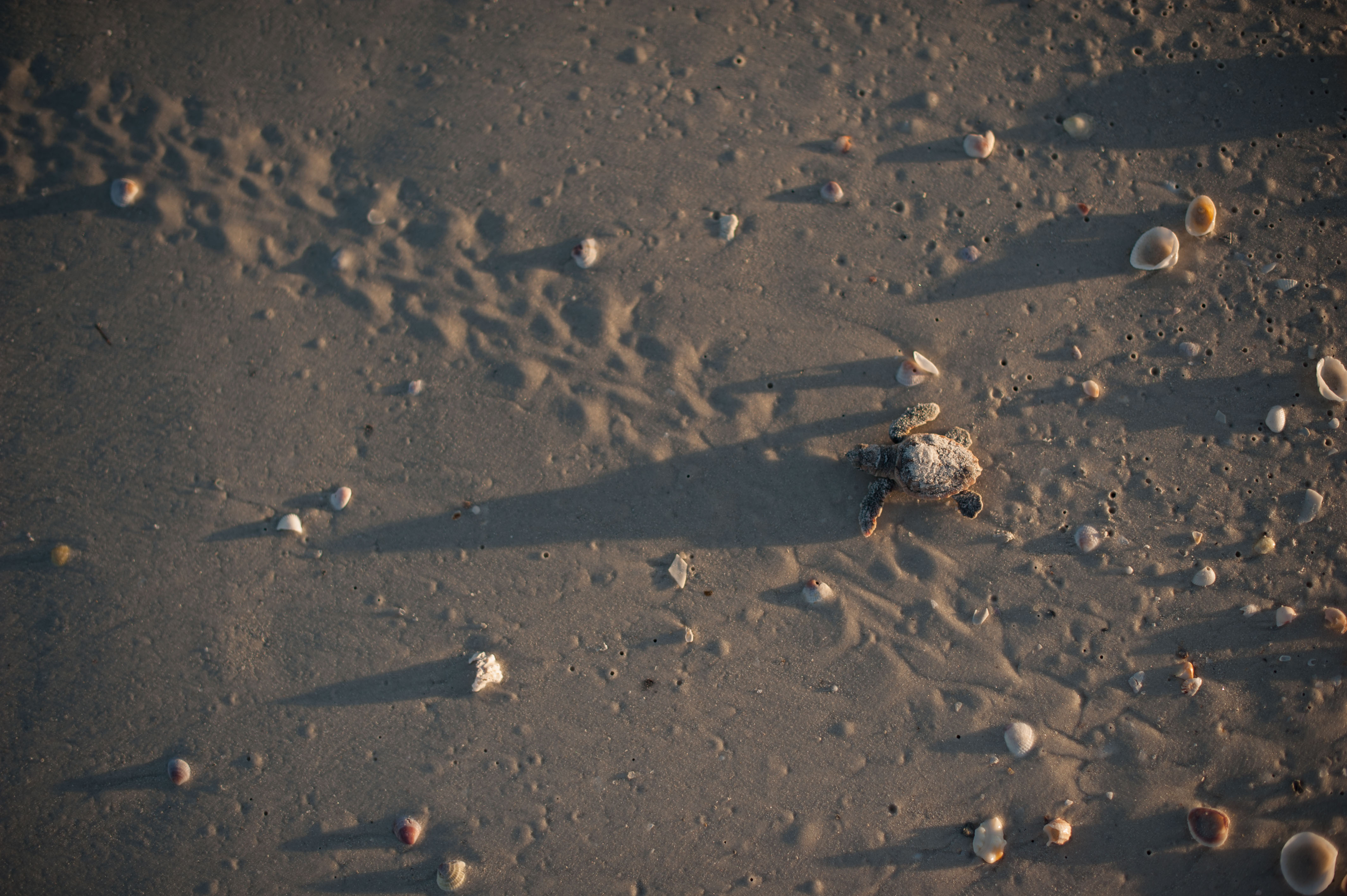 Sea turtle hatchling on the beach headed towards the water after leaving a nest.