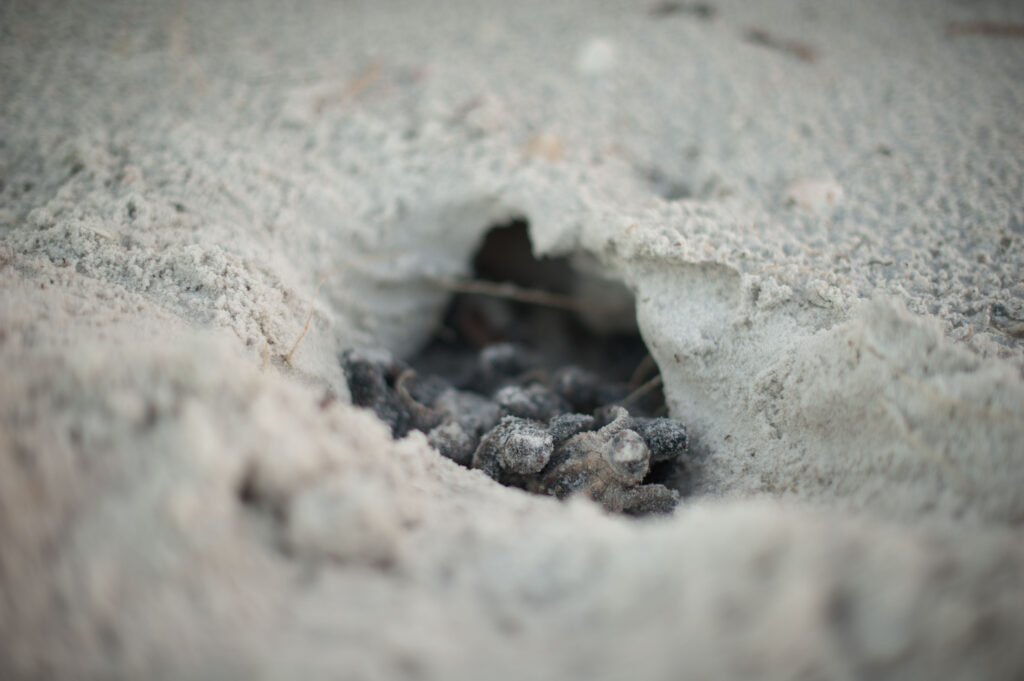 Sea Turtle Trackers Nesting Pinellas County St Petersburg, Florida
