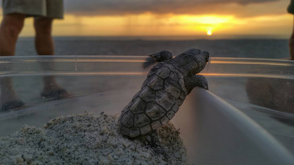 Baby sea turtle hatchling on the beach at sunrise.