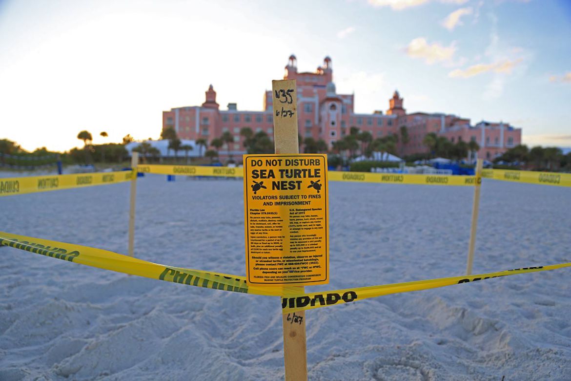 Sea turtle nest marked off with yellow tape on the beach in front of the Don CeSar hotel on St. Pete Beach, with the hotel in the background.