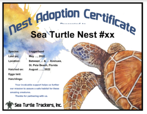 How to Adopt a Sea Turtle And Track It  