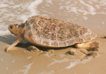 reptile_loggerhead-sea-turtle-female_USFWS_600x300
